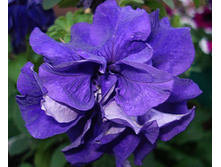 ����� ������� ��� ������� �������������� 18,50 ���..jpg