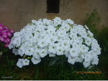 ����� ������� ��� ���� ����� ���. 19,60 ���..jpg