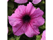 ����� ������� ��������������� ����� ����� 24,20 ���..jpg