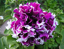 ����� ������� �������� ������ ����� 18,70 ���..jpg