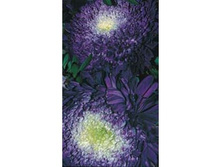 ����� ����� ������� ��� ����� 17,60 ���..jpg