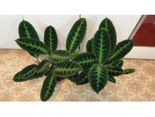 ������� ���������- 650-850   ���. �������� ��������� ������!!!!