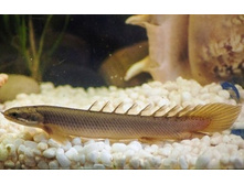 ���������� ��������