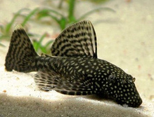 ��������� ������������ (Ancistrus dolichopterus)