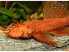 Ancistrus sp. Super RED