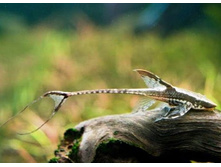 ��������� ��������� (Sturisoma panamense)