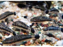 ���������� ������� (Otocinclus affinis) 