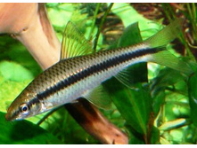 CAE (�����������)