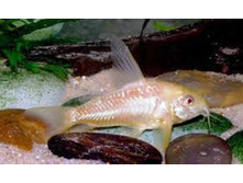 ��������� ���������� �������� (Corydoras aeneus)