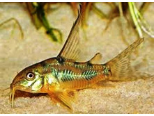 ��������� ���������� ���������������� (���������)