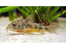 ��������� �������