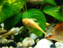 ��������� ������� Ancistrus Albino Gold