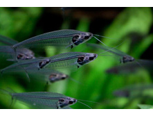 ��� ����������