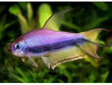 ��������, ��� ����������� ����� (Nematobrycon palmeri)