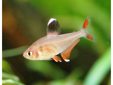 ������� ������, ������ ������, (Hyphessobrycon megalopterus)