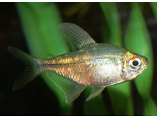 ����� ������������� (Moenkhausia pittieri)