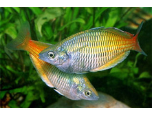  ����������� �������� (Melanotaenia boesemani) ��������� ��������