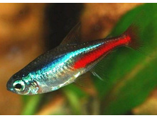 ���� ������� (Paracheirodon simulans)