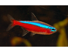 ���� �������, ������������� ����� (Paracheirodon axelrodi)