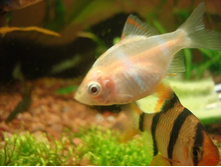 ������������ ������ ��������