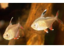 ������ ���������������� (Oreichthys crenuchoides)