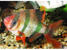 ������ ������������ ��̣��� (Barbus tetrazona-zelenyj)