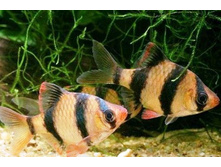 ������ ������������, ��� �������������� (Barbus tetrazona)