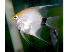 �������� ��� (Pterophyllum scalare)