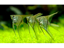 �������� (Manakapuru) ��������� 