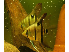 ��������  ����� (Pterophyllum scalare Zebra)