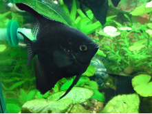 �������� ������ (Pterophyllum scalare Dark) 