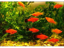 ��������� (Xiphophorus helleri)