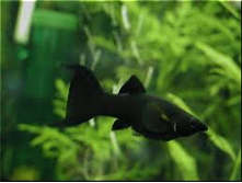 ���������� ޣ����  (Poecilia Black Sailfin)