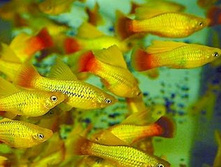 ������� ���������  (Xiphophorus maculatus, Platypoecilus maculatus)