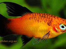 ������� ����� ���� (Xiphophorus maculatus Mickey Mouse)