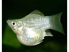 ����������-������ ���������� (Poecilia sphenops var.)