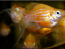 ��������, �������� ����� (Poecilia velifera)