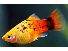 ������������ ������������ (Xiphophorus variatus) �������