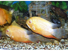 ��������� ������� ��� ������ ������ (Cichlasoma severum)