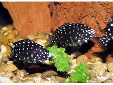 ������� ���������� (Tropheus duboisi)  