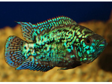 «��� ������» (Electric Blue Jack Dempsey) ��� (Archocentrus octofasciatum)