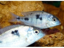 ������� �������, ��������� ���� (Cyrtocara moorii)