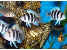 �������� ��� �������� ���������� (Cyphotilapia frontosa)