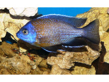 ������������ ������ ������� (Copadichromis borleyi)