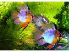 ������������ �������� ������, ������� �������� ������  (Microgeophagus Ramirezi) 
