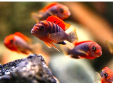 ������������ ������� ��� (LABIDOCHROMIS SPEC. \"KIMPUMA RED\")