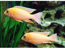 ���������� ������� (Aulonocara hybr. \"Orchidea Red\")