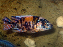 ���������� ����������� (AULONOCARA SP. \"MULTICOLOR\")