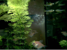 ������� (Cabomb�)