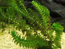 ������ (Elodea)